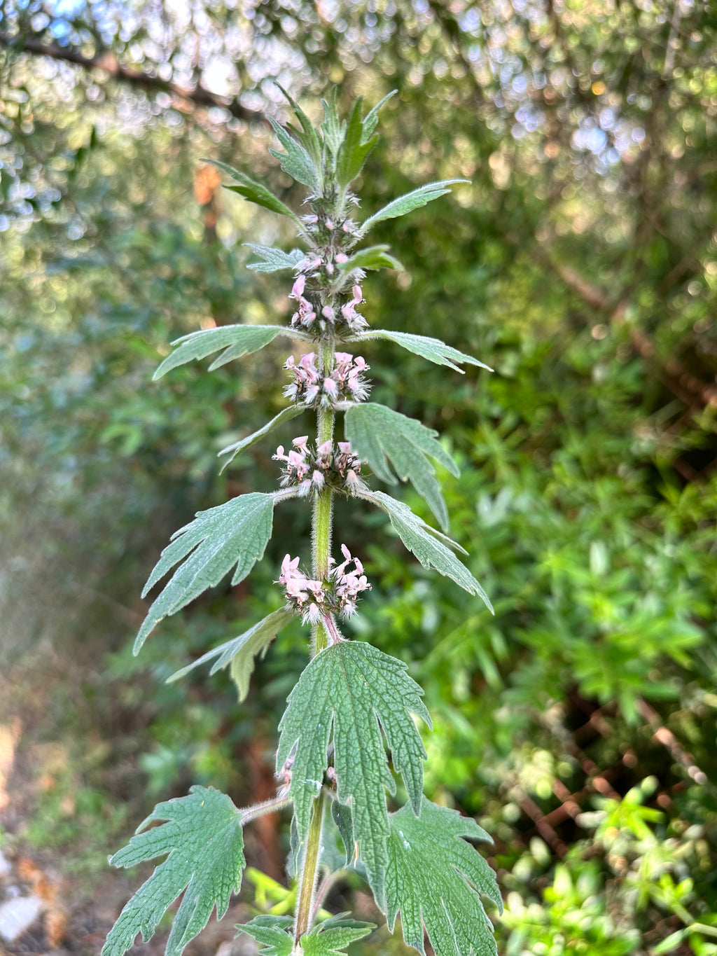 Tintura Jardín del corazón
