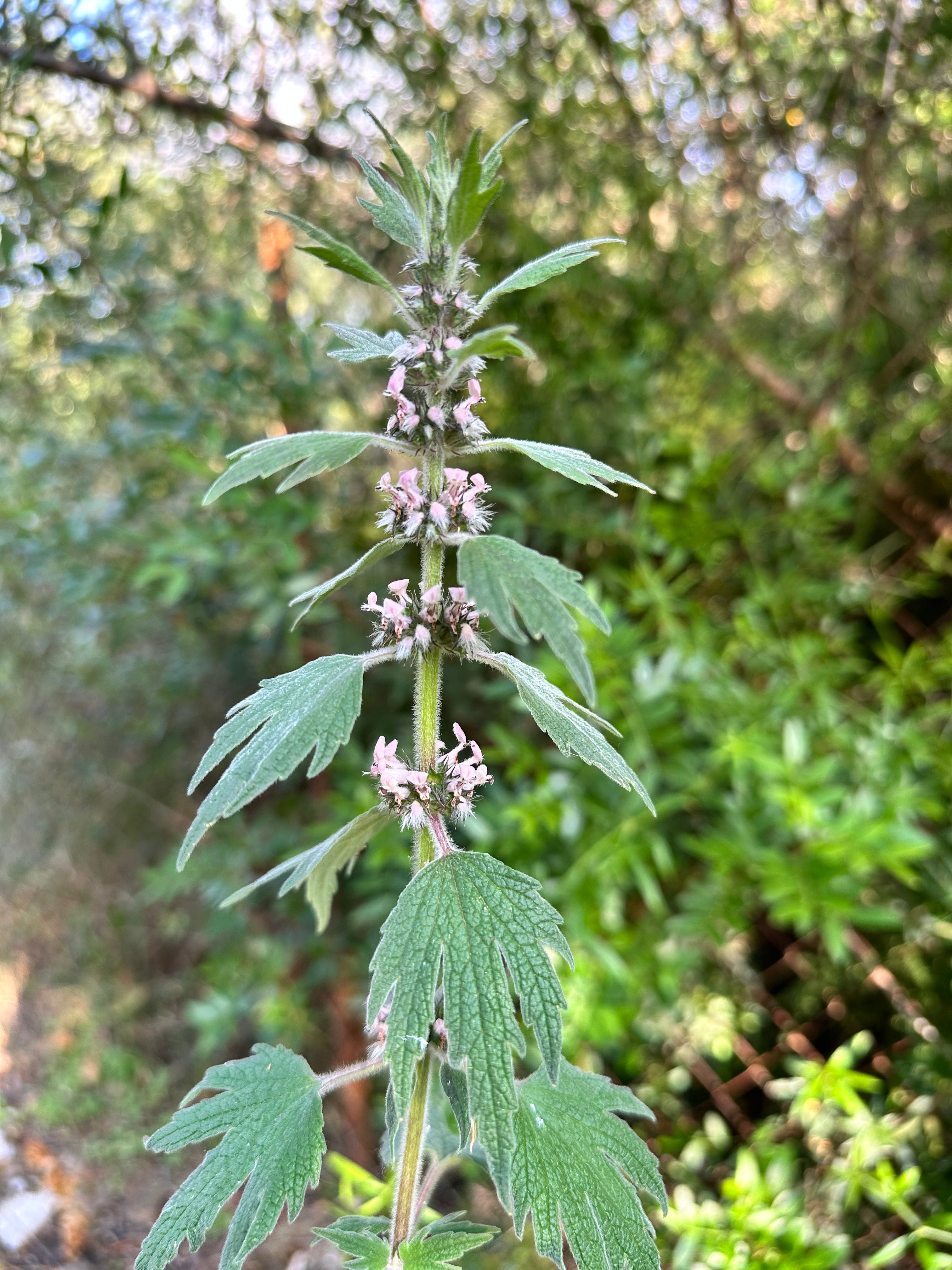 Tintura Agripalma