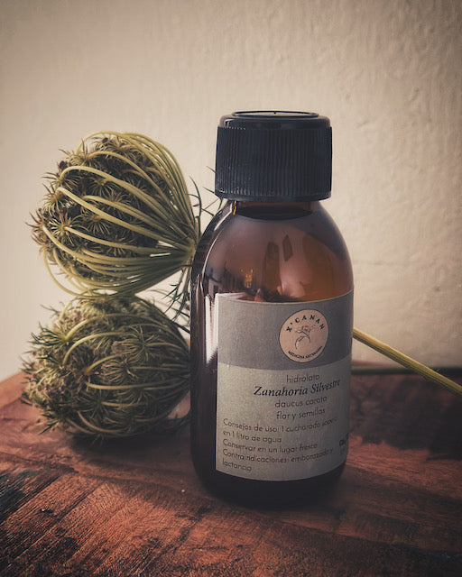 Hydrolat de carotte sauvage