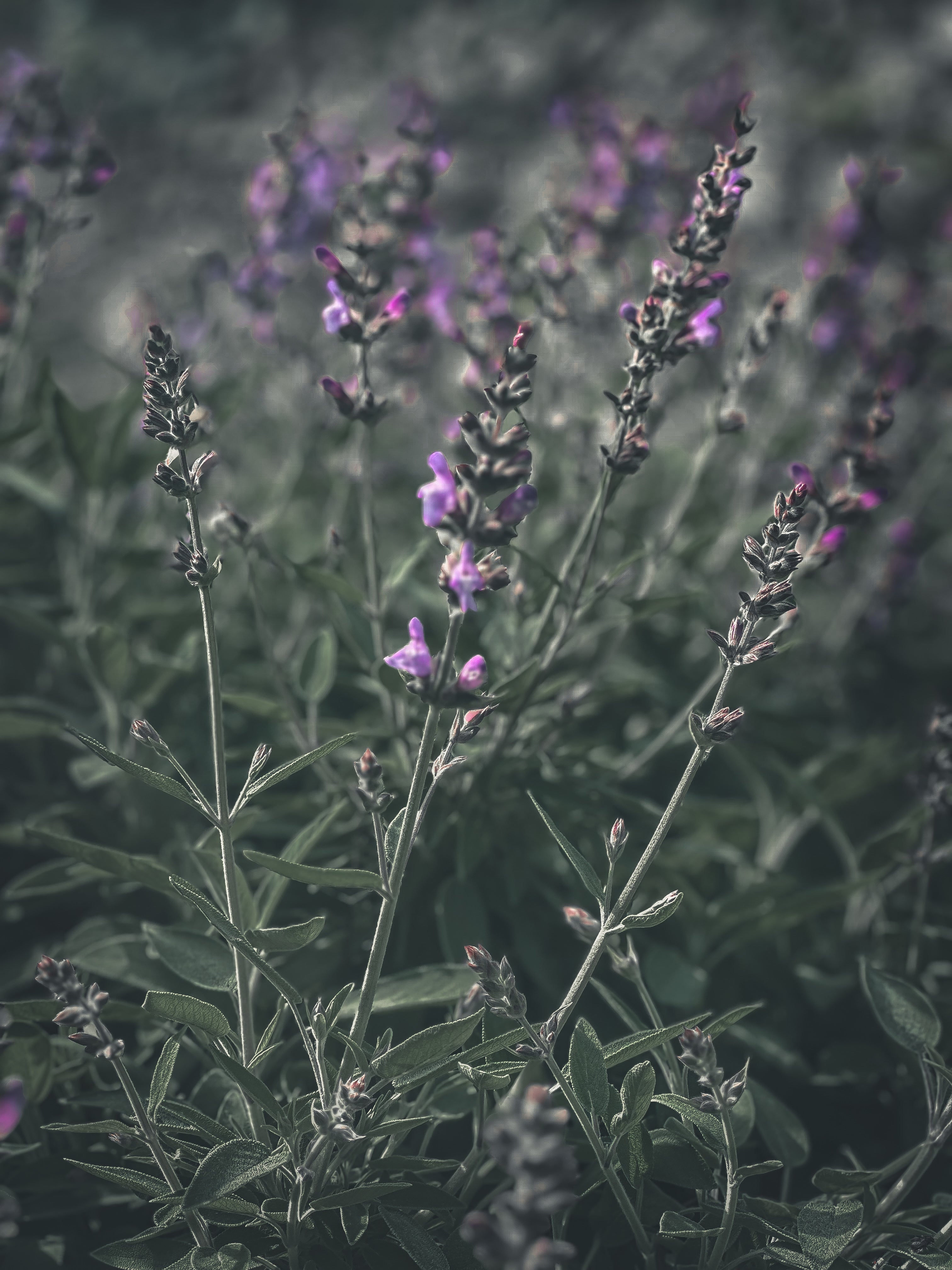 Hydrolat de sauge · Eau florale artisanale