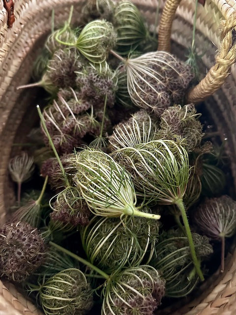 Hidrolato de Zanahoria silvestre