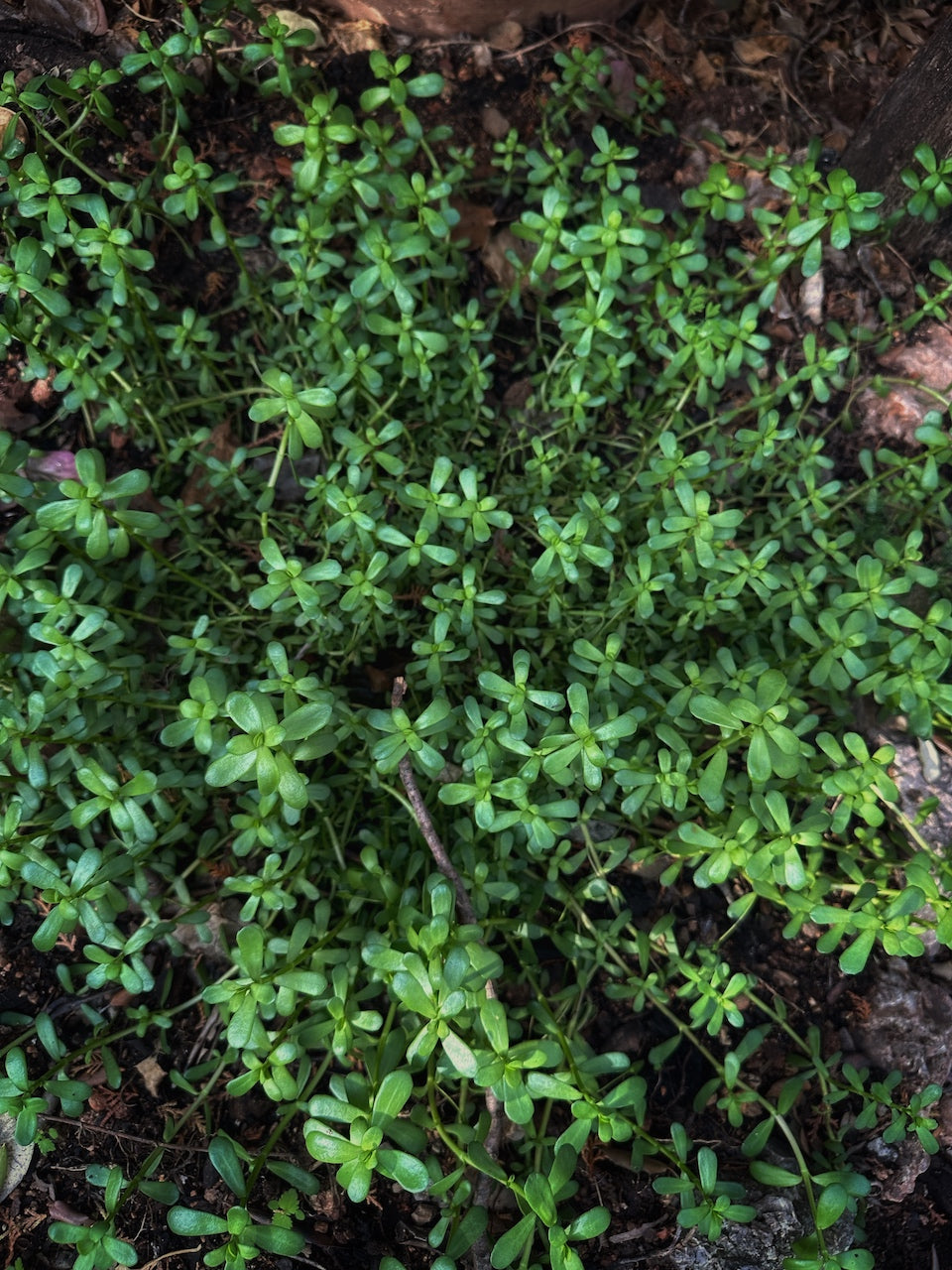 Tintura Bacopa (Brahmi)
